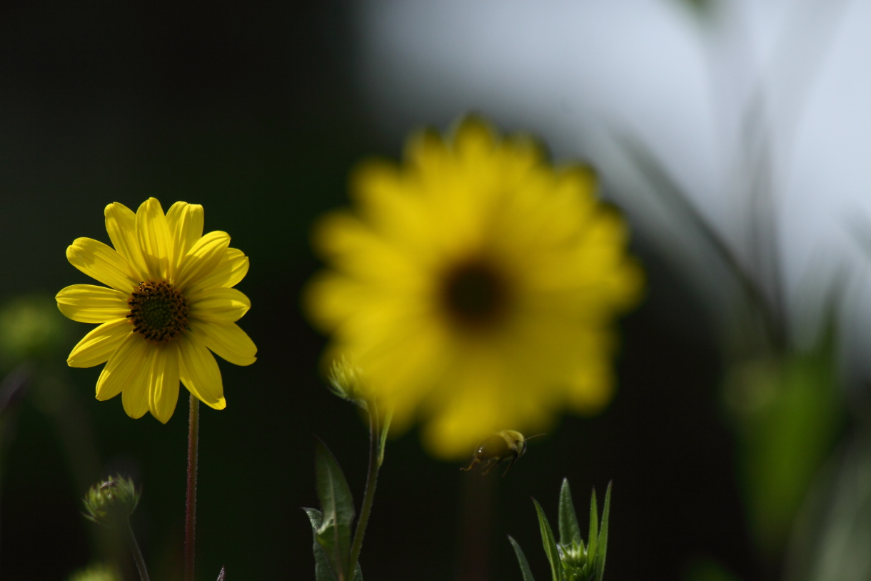 2013 09 09 HTP 05387
